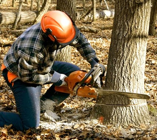 Tree Removal in Lehman, PA